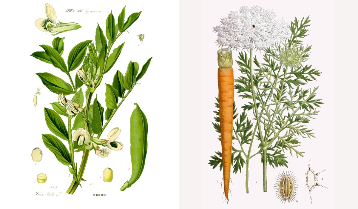 Bondböna och morot hör till de grödor som är lämpliga ur beredskapssyfte, enligt Jordbruksverket.