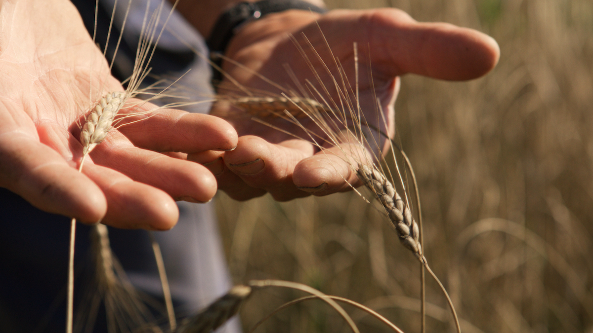 Emmervete är en så kallad kulturarvssort, en gammal gröda med mer genetisk variation än de moderna vetesorterna.