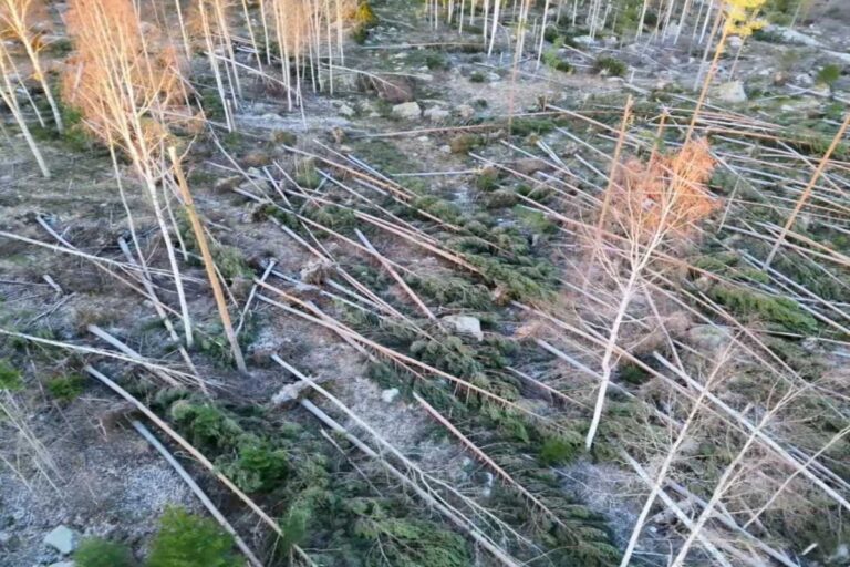Träd fällda I Kilafors under stormen Johannes