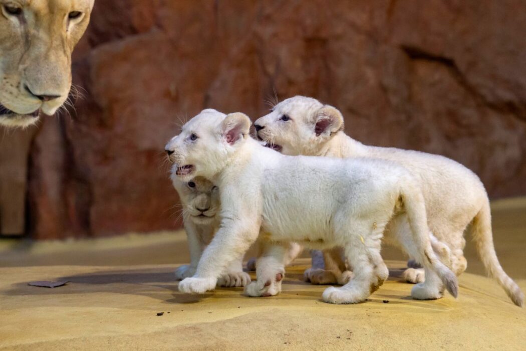 Lejonmamman Kiara står bredvid sina tre vita lejonungar, en hane och två honor, i deras inhägnad på djurparken i Magdeburg.