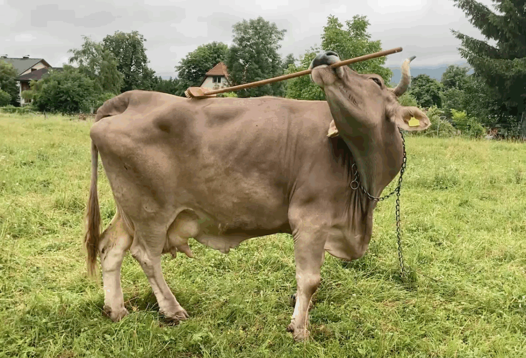 Kon Veronika kan använda sopborstar och pinnar för att klia sig på olika ställen på kroppen.