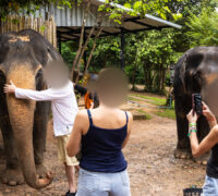 pixlade människor klappar elefanter