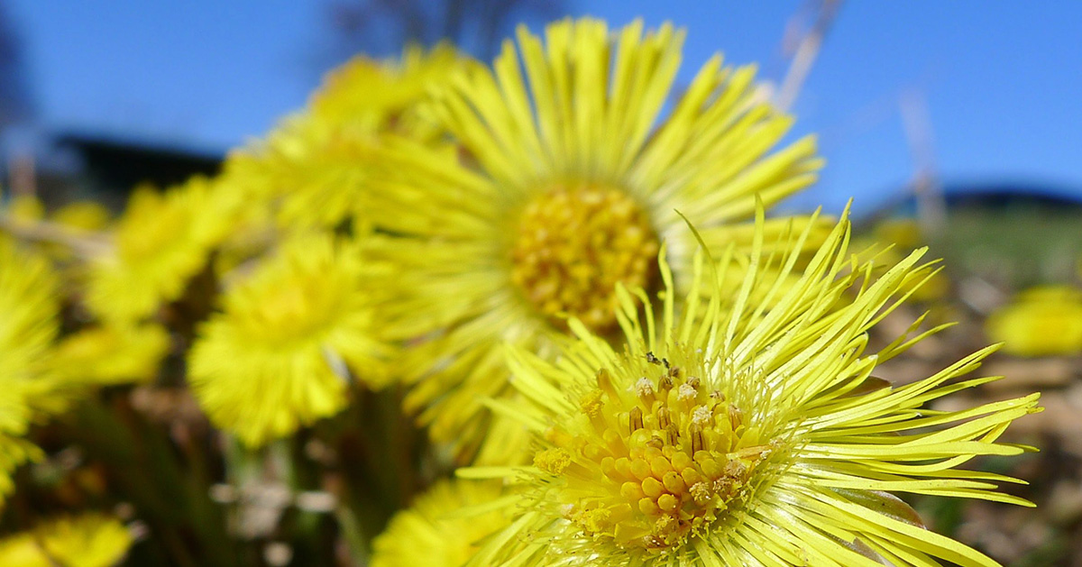 Tussilagon och vi brukar solen tillsammans – men nyordslistans solsambruk är att ha solceller och odling på samma mark.