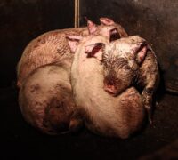 Grisar som sitter tätt ihop i en hög.