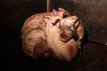 Grisar som sitter tätt ihop i en hög.