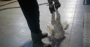 Bild från Aviagen kycklingfabrik