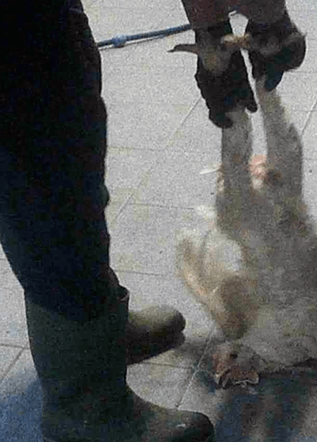 Bild från Aviagen kycklingfabrik