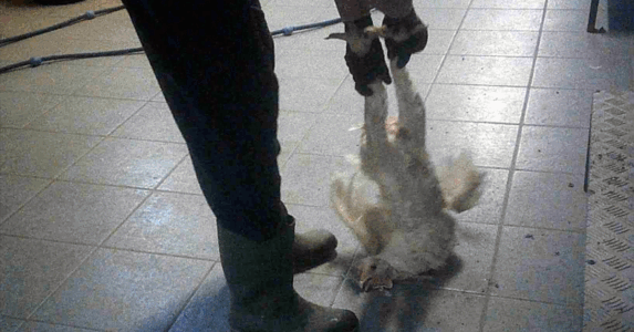 Bild från Aviagen kycklingfabrik