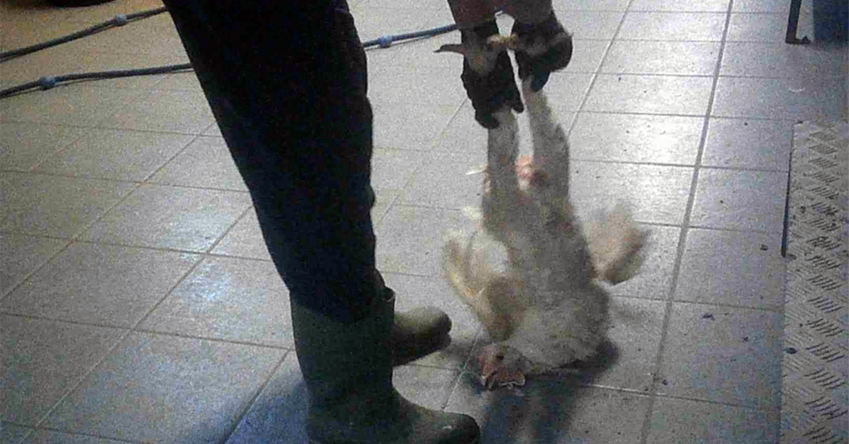 Bild från Aviagen kycklingfabrik