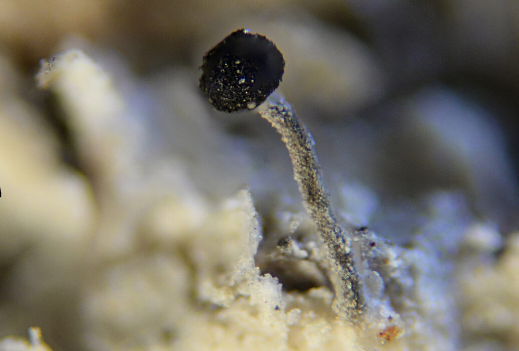 En av lavarna som hittades på granarna var den vitskaftade svartspiken, som blir upp till 2,5 millimeter hög.