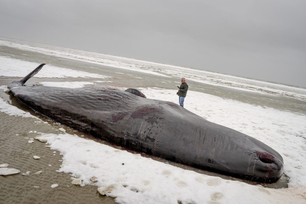 Strandade Kaskeloter I Danmark D da Syre
