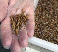 Larver i en låda och i en hand.