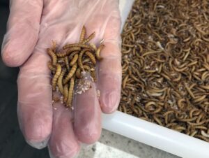 Larver i en låda och i en hand.