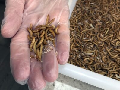 Larver i en låda och i en hand.