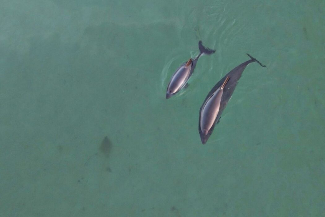 Tumlare i Lilla Bält.