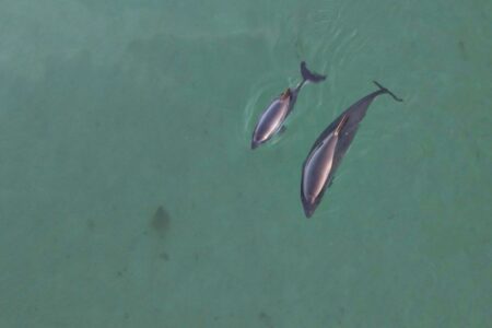 Tumlare i Lilla Bält.