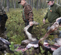 Några män släpar en död älg genom skogen.