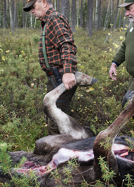 Några män släpar en död älg genom skogen.