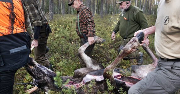 Några män släpar en död älg genom skogen.