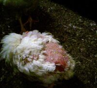 Höna som saknar fjädrar på stor del av kroppen.