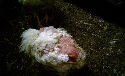 Höna som saknar fjädrar på stor del av kroppen.