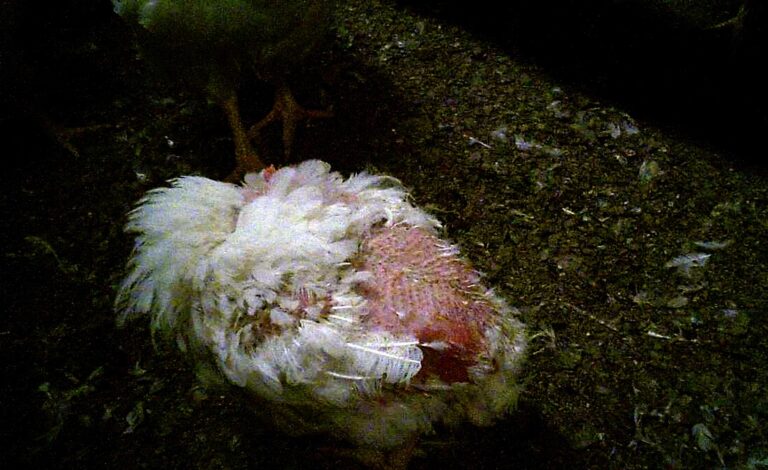 Höna som saknar fjädrar på stor del av kroppen.