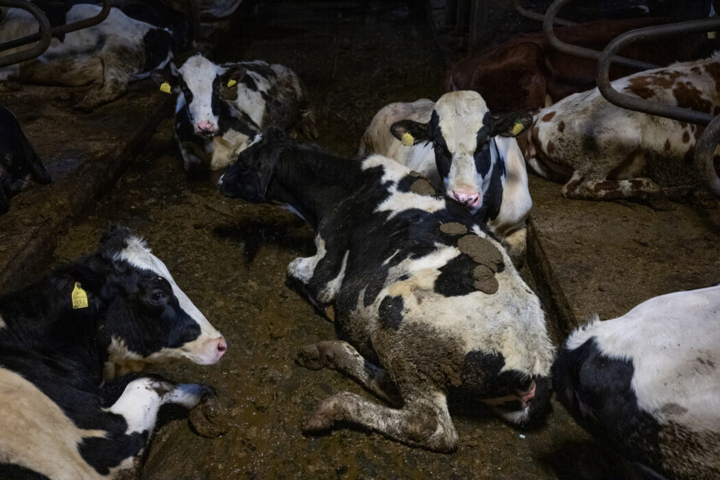 Kor i lera och avföring.