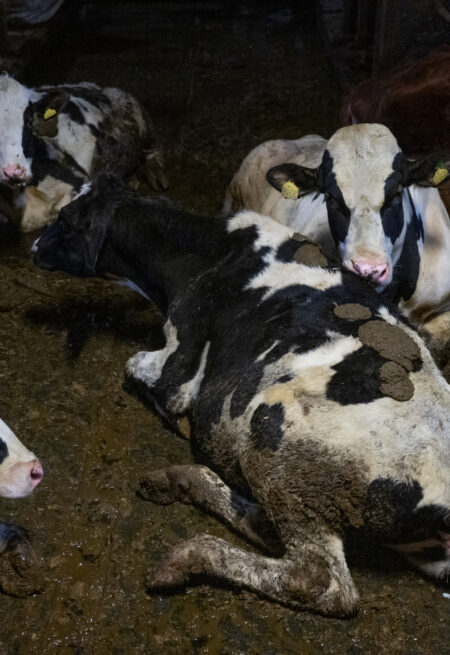 Kor i lera och avföring.