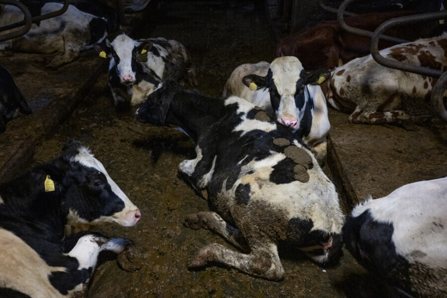 Kor i lera och avföring.