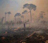 Amazonas regnskog i brand.