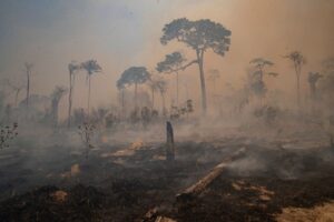 Amazonas regnskog i brand.