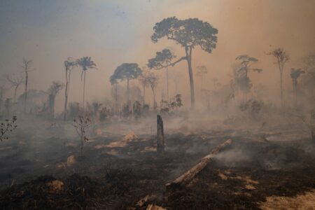 Amazonas regnskog i brand.