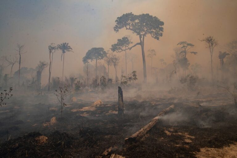 Amazonas regnskog i brand.