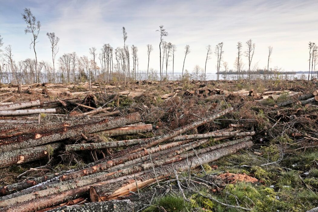 Skog som avverkats.
