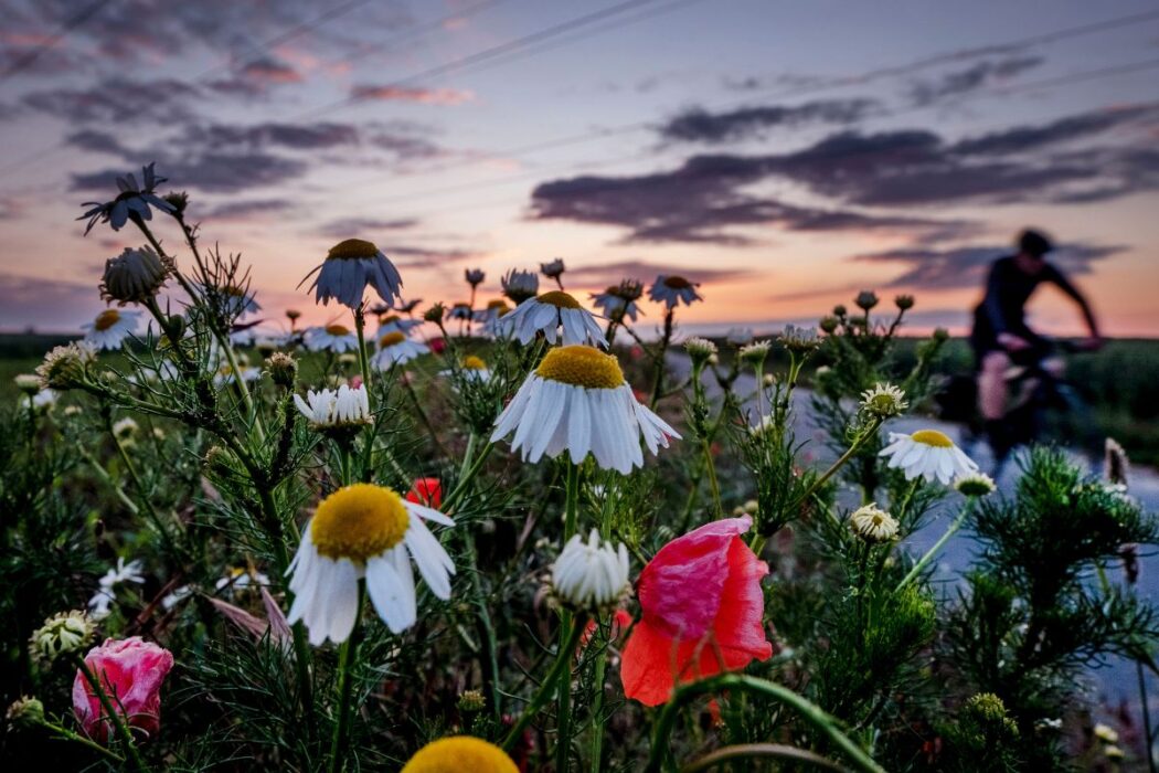 En äng med blommor.