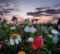 En äng med blommor.