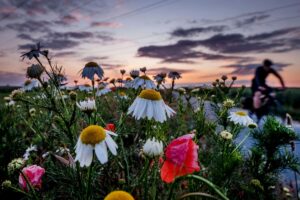En äng med blommor.