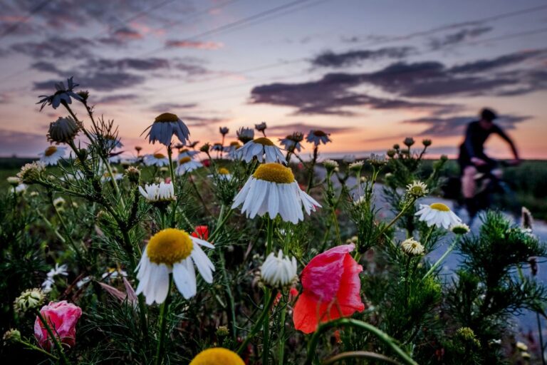 En äng med blommor.
