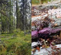 Svamp och gammal skog.