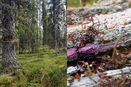 Svamp och gammal skog.