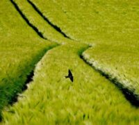 Svala flyger över ett vetefält.