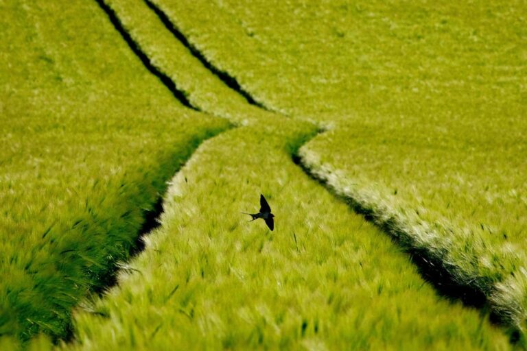 Svala flyger över ett vetefält.