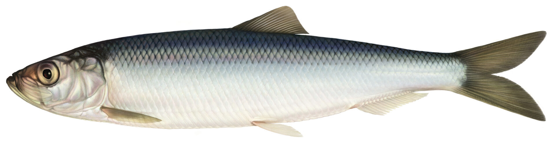 Sillen bedöms vara nära hotad på nya rödlistan, liksom lax och öring.