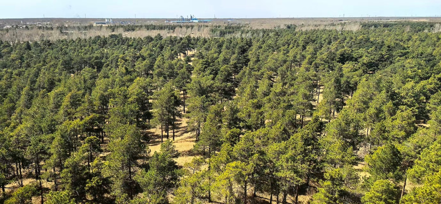 En liten del av trädplanteringen som begränsat spridningen av Kinas största öken.