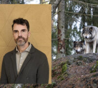 misha istratov och vargar