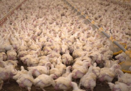 Kycklingar står tätt packade i en stor hall.