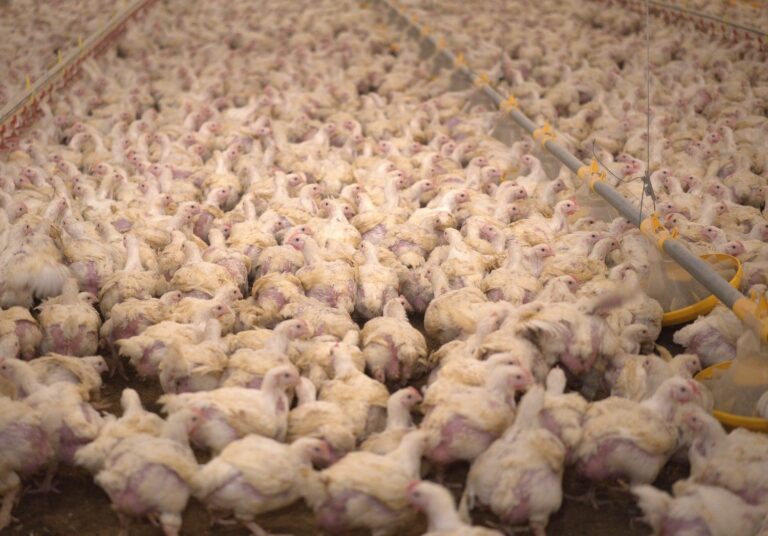 Kycklingar står tätt packade i en stor hall.