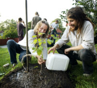 Två personer planterar träd