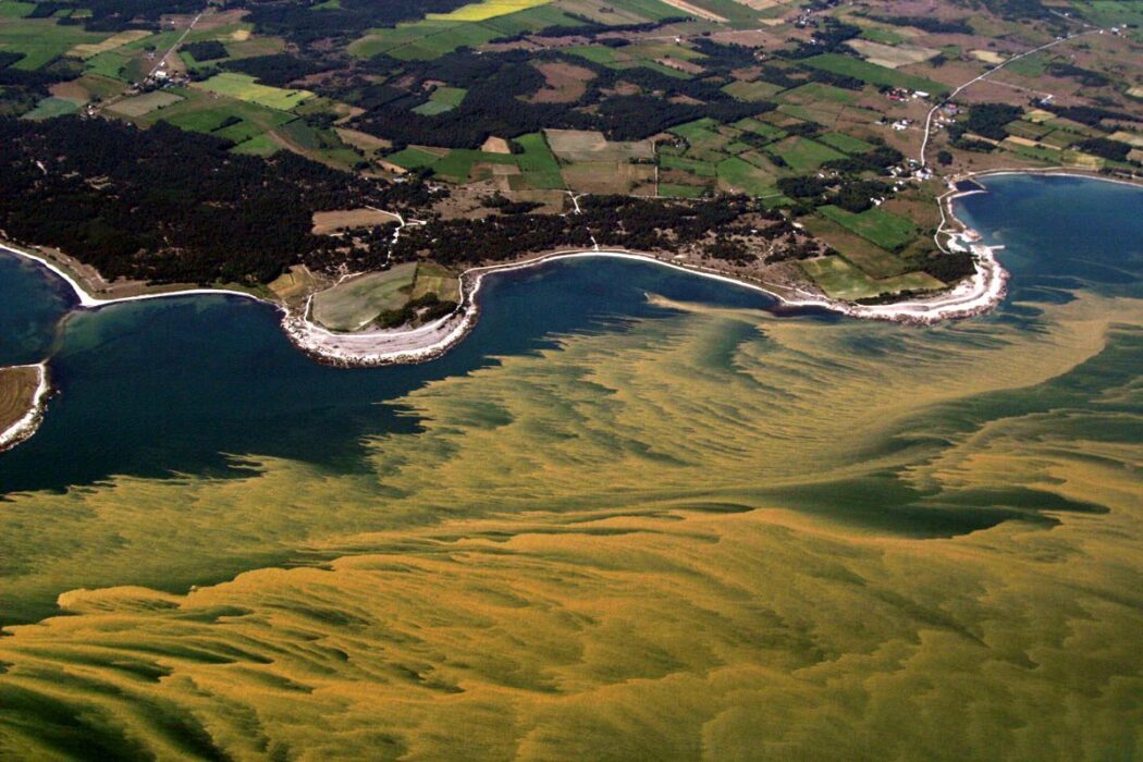 Övergödning skapar algblomning i Östersjön, som här vid Hoburgen på södra Gotland.