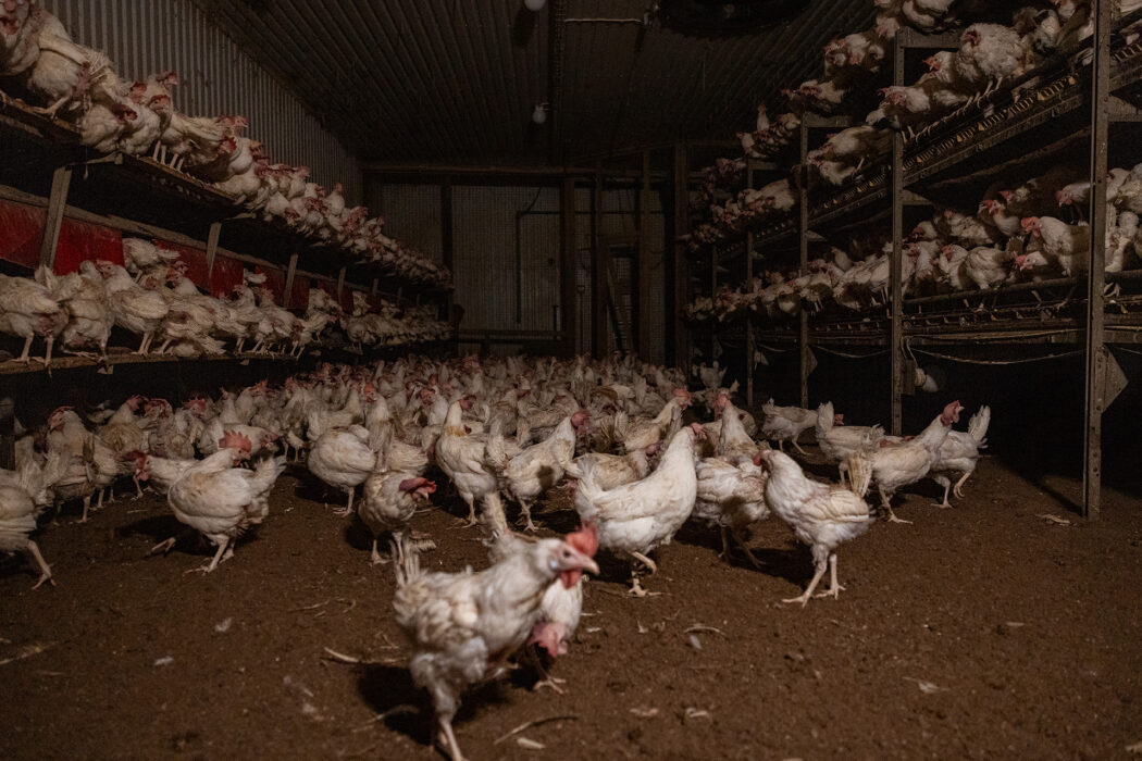 Så här ser verkligheten ut för många hönor i Sverige.